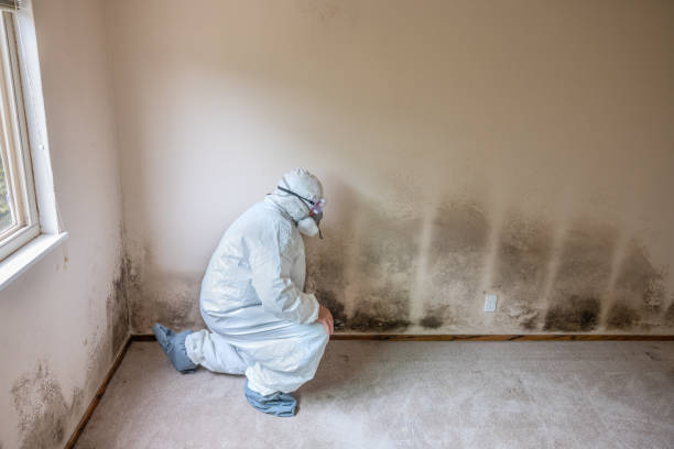 Forensic Mold Investigation in Lima, OH